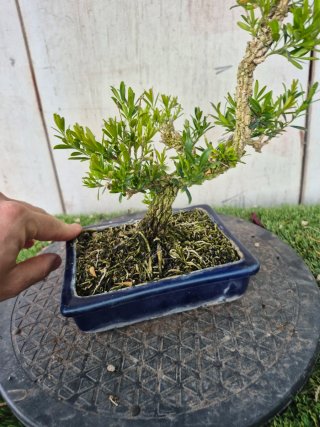 Bonsái Buxus Harlandii 10A, precio final