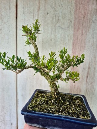 Bonsái Buxus Harlandii 10A, precio final
