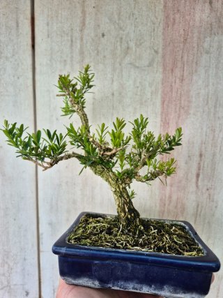 Bonsái Buxus Harlandii 10A, precio final