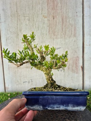 Bonsái Buxus Harlandii 10A, precio final