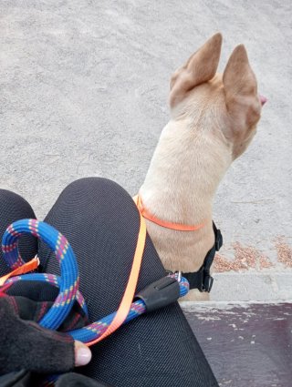 Cuido tus mascotas con cariño.Reserva ya tú verano