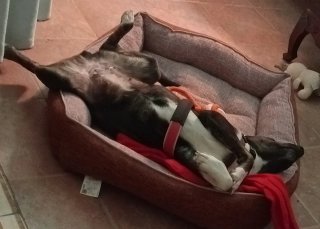 Cuido tus mascotas con cariño.Reserva ya tú verano