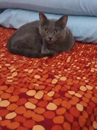 Cuido tus mascotas con cariño.Reserva ya tú verano