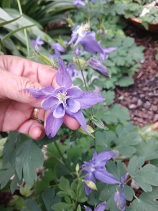 Aquilegia alpina