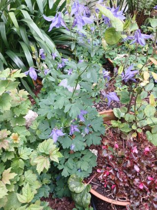 Aquilegia alpina