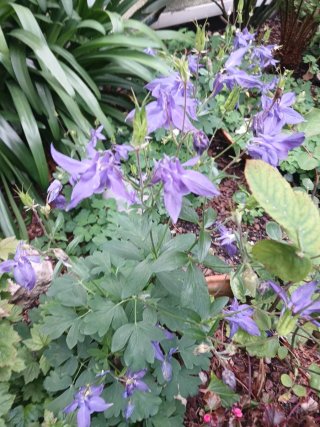Aquilegia alpina
