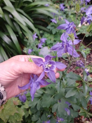 Aquilegia alpina