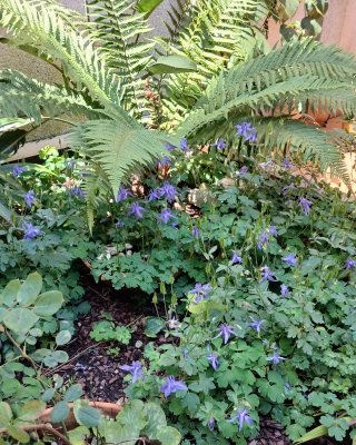 Aquilegia alpina