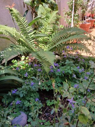 Aquilegia alpina