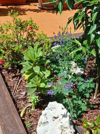 Aquilegia alpina