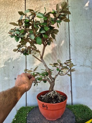 Prebonsai Eleagnus N604