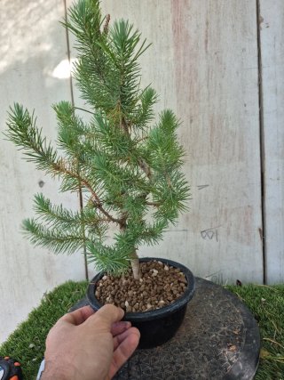 Prebonsai Pino 2502