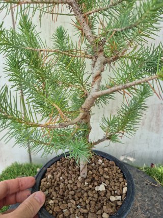 Prebonsai Pino 2502