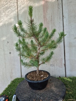 Prebonsai Pino 2502