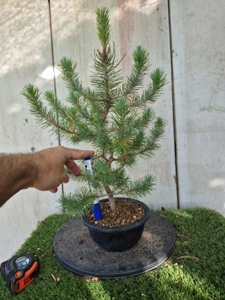 Prebonsai Pino 2502