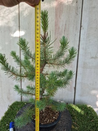 Prebonsai Pino 2502
