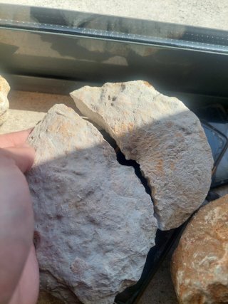 Fóssil Amonite Vascoceras Autêntico