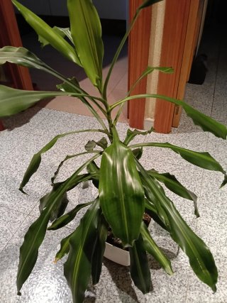 Planta de interior 87cm