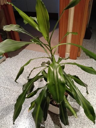 Planta de interior 87cm