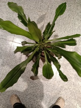 Planta de interior 87cm