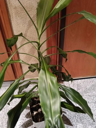 Planta de interior 87cm