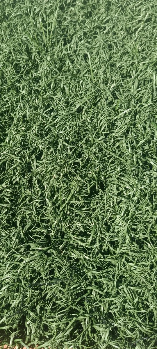 Césped artificial fútbol