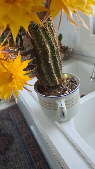 Echinopsis ibrido giallo spettacolare