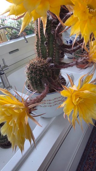 Echinopsis ibrido giallo spettacolare