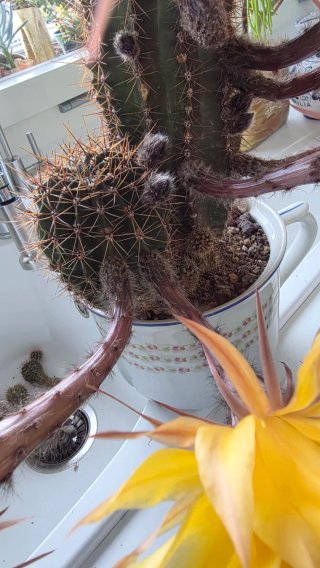 Echinopsis ibrido giallo spettacolare