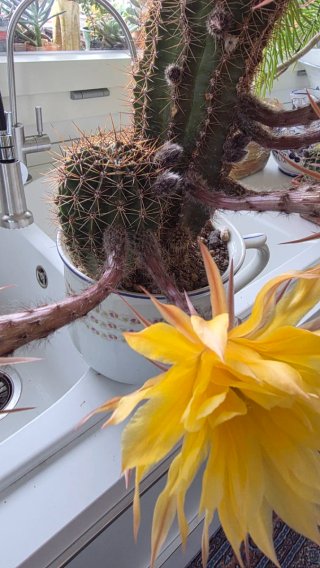 Echinopsis ibrido giallo spettacolare