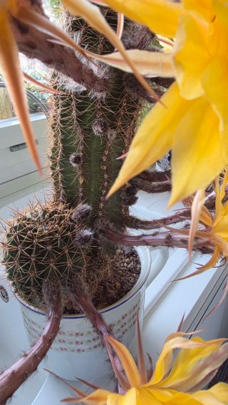 Echinopsis ibrido giallo spettacolare