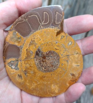 2 partes de Ammonite