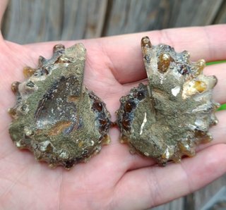 2 partes de Ammonite