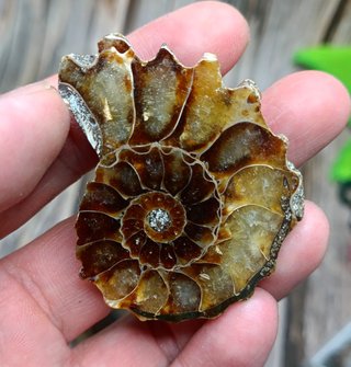 2 partes de Ammonite