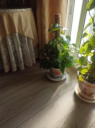 Planta Potos en maceta decorada