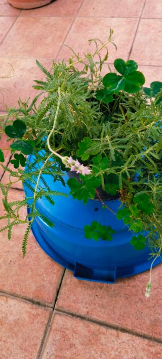 Plantas variadas en maceta
