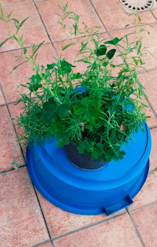 Plantas variadas en maceta