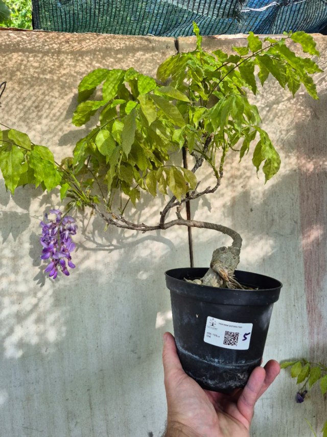 Prebonsai Wisteria N5