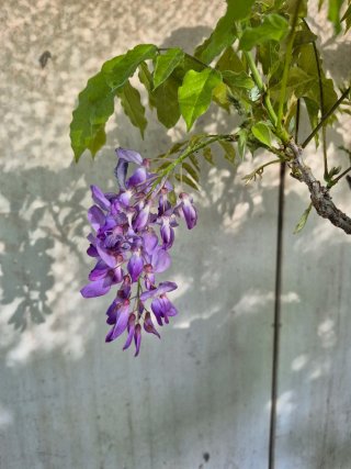 Prebonsai Wisteria N5