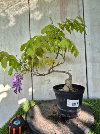 Prebonsai Wisteria N5