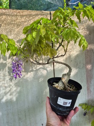 Prebonsai Wisteria N5