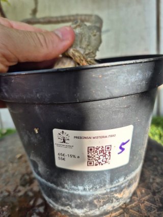 Prebonsai Wisteria N5
