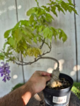 Prebonsai Wisteria N5