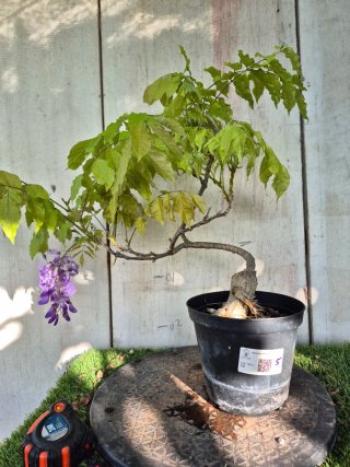 Prebonsai Wisteria N5