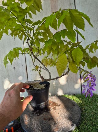 Prebonsai Wisteria N5