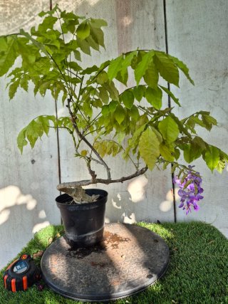 Prebonsai Wisteria N5
