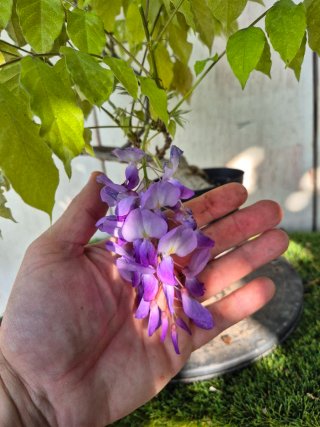 Prebonsai Wisteria N5
