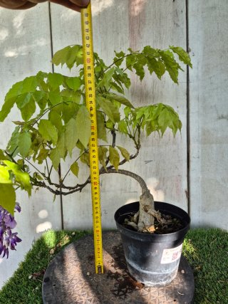 Prebonsai Wisteria N5