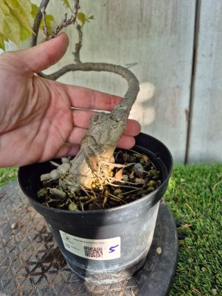 Prebonsai Wisteria N5
