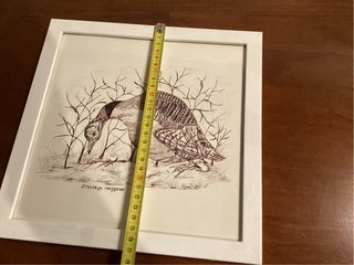 Disegno uccello Strolaga maggiore